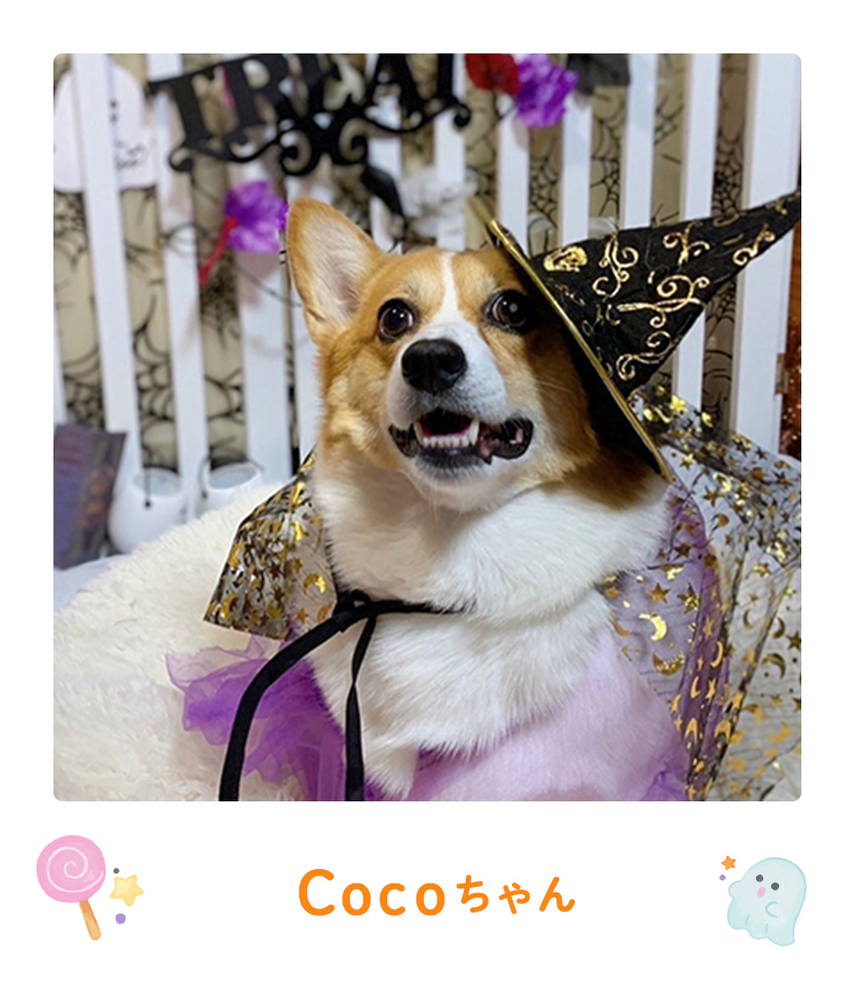 Cocoちゃん
