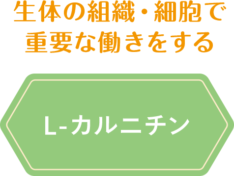 生体の組織・細胞で重要な働きをする