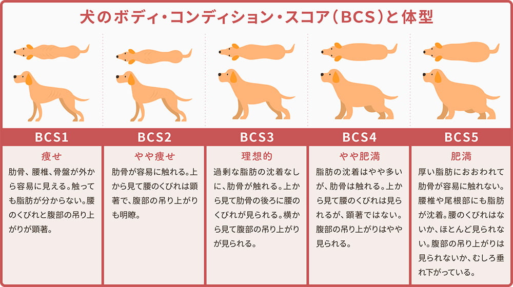 犬のボディ・コンディション・スコア（BCS）と体型